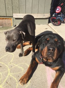 Maui (Nala) & Hector